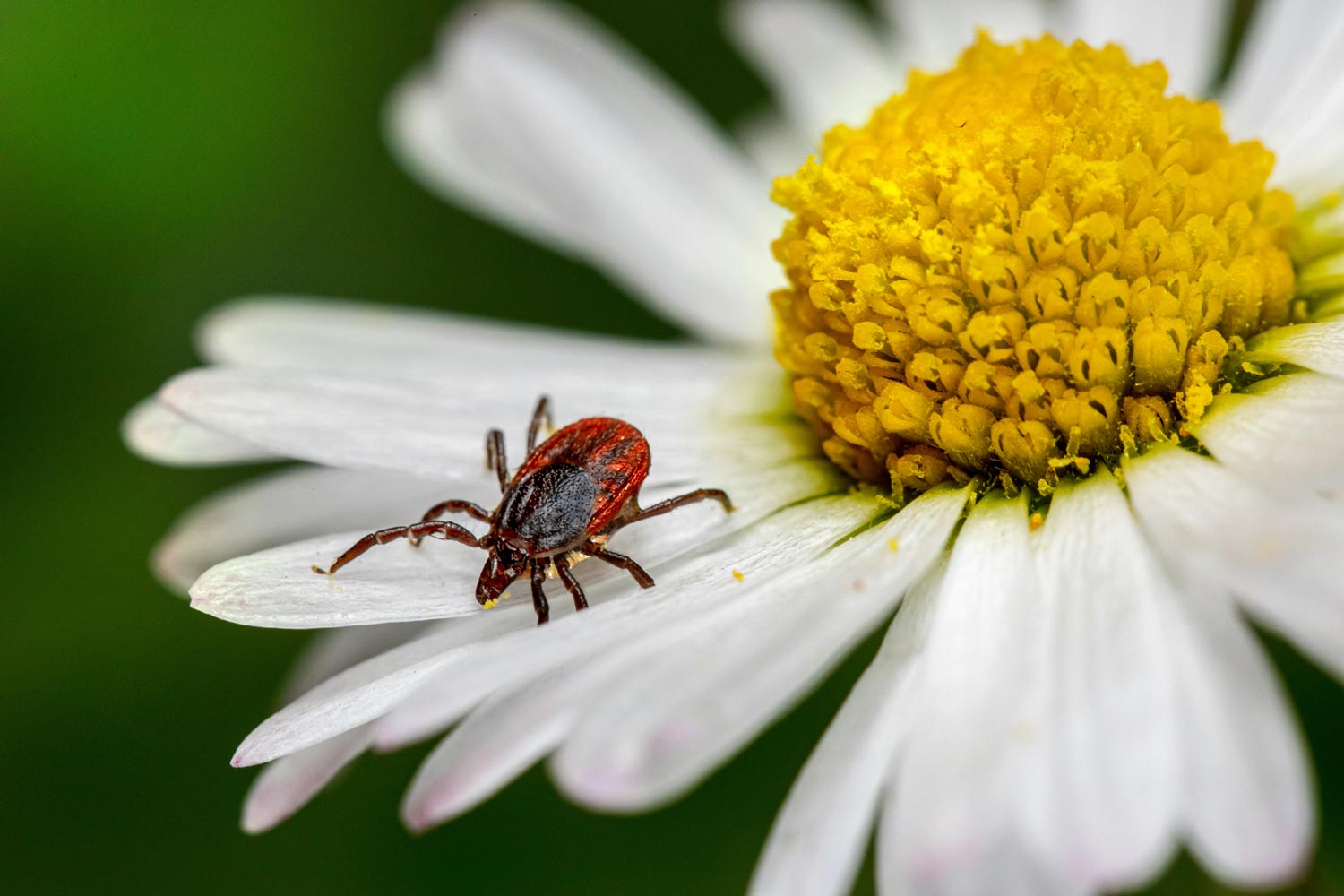 Insekt som sitter på en vit blomma